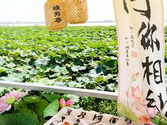 -七的湖·晚芳亭·阳澄湖农家菜·大闸蟹(莲花岛店)