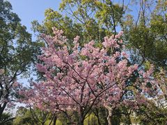 -新江湾城公园