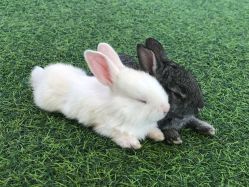 -萌宠亲子动物乐园(槐房万达店)