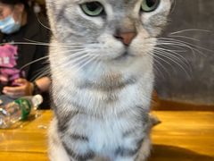-猫猫幼稚园·撸猫·桌游·电玩