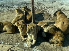 -北京野生动物园