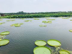 -荷塘月色湿地公园·向阳花洲