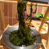 春天，这些野菜你认识么？