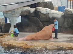 -海合安成都极地海洋公园