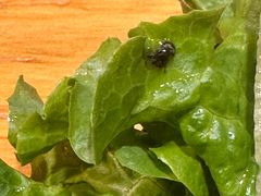 -石记老北京炙子烤肉(松园店)