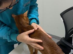 -嘉美宠物医院
