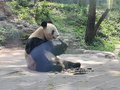 -中国大熊猫保护研究中心雅安碧峰峡基地