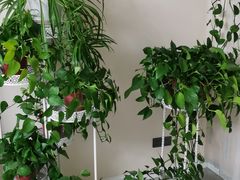 -秦美花卉(天朗·莱茵小城2期店)