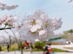 -顾村公园