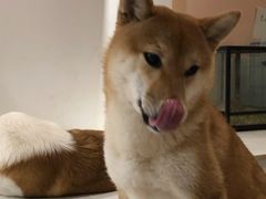 -浣熊柯尔鸭土拨鼠·电玩咖