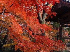 -常寂光寺