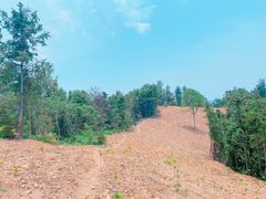 -素山寺森林公园