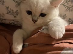 -lincat·猫舍(广州店)