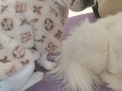 -怪兽屋·羊驼·猫咖·狗咖(俊华广场店)