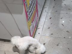 -FAELING PETS美天灵宠物(合生汇店)