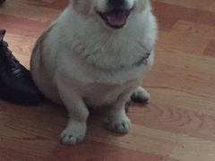 -找不到凉面(新都粮食局毗河油厂职工宿舍大院店)