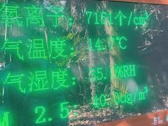 -天目山大树王景区