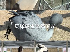 -盐城丹顶鹤湿地生态旅游区