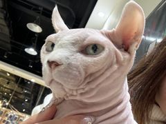 -藏猫猫咖啡主题馆(中央大道店)