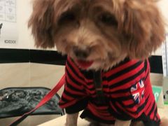 -安安宠医·安宠宠物医院