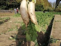 -前小桔亲子创意农场·草莓采摘·露营烧烤