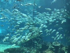 -亚龙湾海底世界