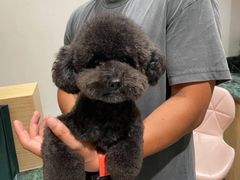 -電力宠物公司(武定路店)