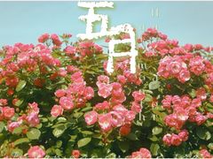 -上海滨江森林公园