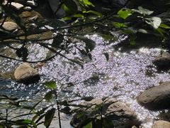 -广州白江湖森林公园