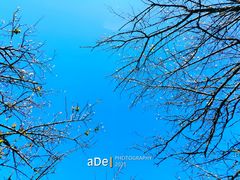 -广州市流溪河国家森林公园