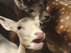 -石家庄市动物园