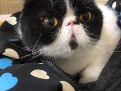 -纳吉亚猫专科动物医院(康都外科中心)