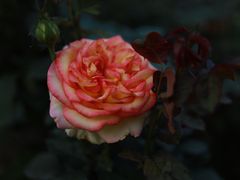 -人民公园(罗湖区)