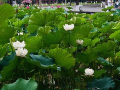 -四川大学(望江校区)