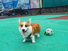 -萌宠之家·腊肠犬·马尔泰·小体犬舍