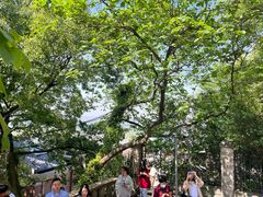 -上海佘山国家森林公园西佘山园