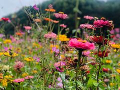 -上海共青森林公园