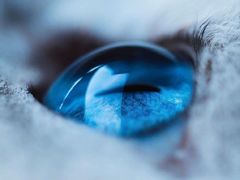 -70cat德文卷毛猫·缅因猫纯种猫舍