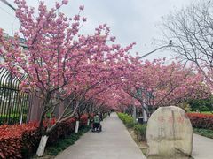 -高东镇樱花园