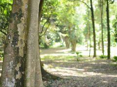 -南宁良凤江国家森林公园