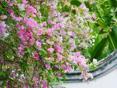 -深圳国际园林花卉博览园