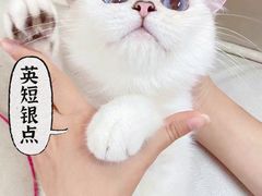 -lincat·猫舍(广州店)