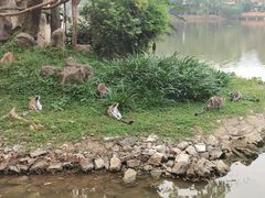 -清迈夜间动物园