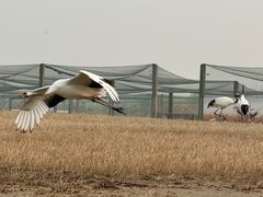 -盐城丹顶鹤湿地生态旅游区