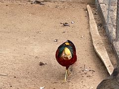 -秦皇岛野生动物园