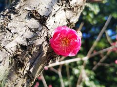 -西湖公园(鼓楼区)