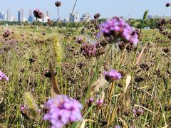 -洋湖国家湿地公园