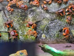 -正佳雨林生态植物园