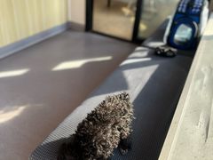 -瑞派宠物医院·犬猫全科·猫友好(宾水西道店)