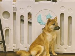 -柯斗斗主题餐厅·狗咖·围炉煮茶·茶饮(国瑞升平里店)